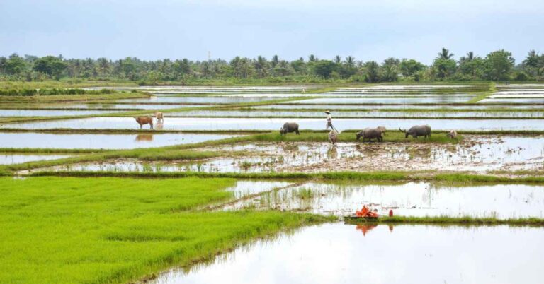 Udumalpet Tourist Place